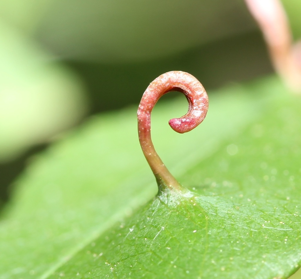 Eriophyinae