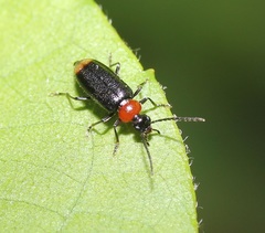 Pedilus terminalis