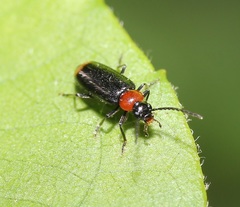 Pedilus terminalis
