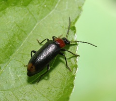 Pedilus terminalis