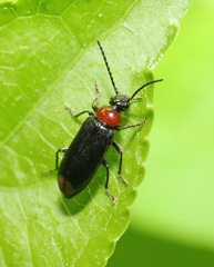 Pedilus terminalis