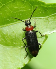 Pedilus terminalis
