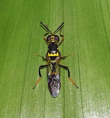 Stratiosphecomyia