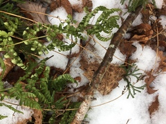 Dryopteris × boottii
