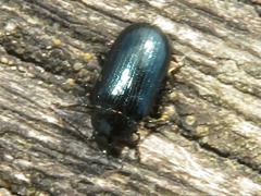 Phratora vulgatissima