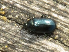 Phratora vulgatissima