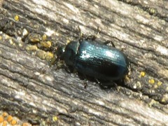 Phratora vulgatissima