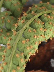 Dryopteris × boottii