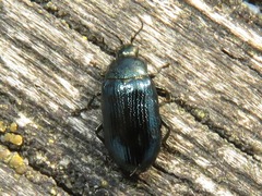 Phratora vulgatissima