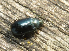 Phratora vulgatissima