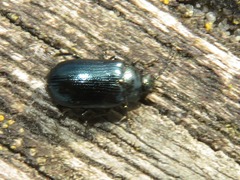 Phratora vulgatissima