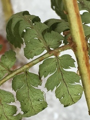 Dryopteris × boottii