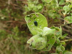 Phratora vulgatissima