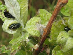 Phratora vulgatissima