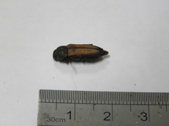 Neobubastes flavovittata
