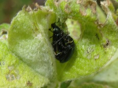 Phratora vulgatissima