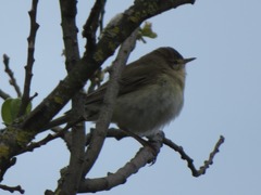 Phylloscopus trochilus