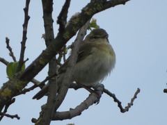 Phylloscopus trochilus