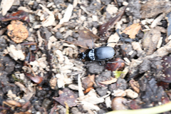 Abax parallelepipedus