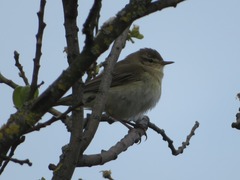 Phylloscopus trochilus