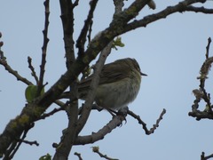 Phylloscopus trochilus