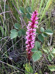 Satyrium macrophyllum