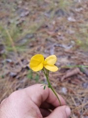 Chapmannia floridana