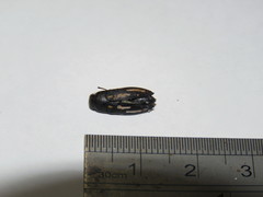 Astraeus aberrans