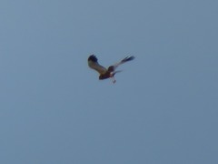 Circus aeruginosus
