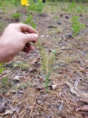 Chapmannia floridana