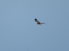Circus aeruginosus
