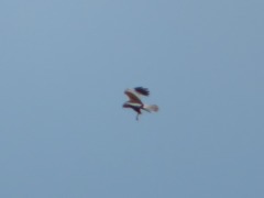 Circus aeruginosus