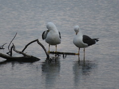 Larus fuscus