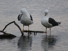 Larus fuscus