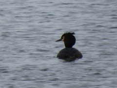 Podiceps cristatus