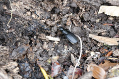 Abax parallelepipedus