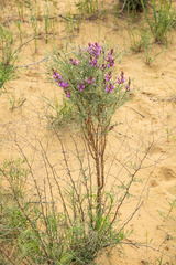 Astragalus brachylobus