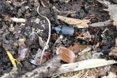 Abax parallelepipedus