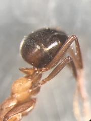Formica integra