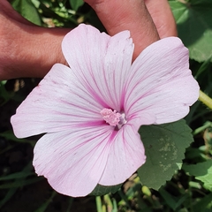 Malva trimestris image