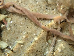 Baseodiscus delineatus