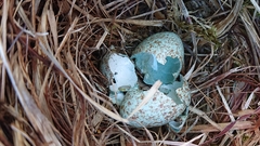Turdus pilaris