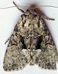 Eremobina leucoscelis