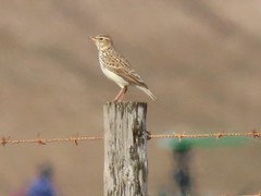 Galerida magnirostris magnirostris