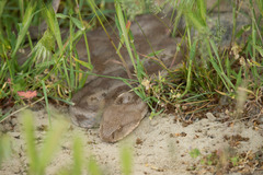 Macrovipera lebetinus