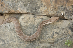 Macrovipera lebetinus