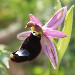 Ophrys bertolonii bertolonii