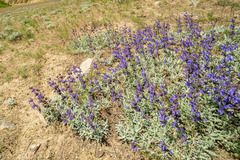Salvia canescens