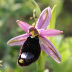 Ophrys bertolonii bertolonii