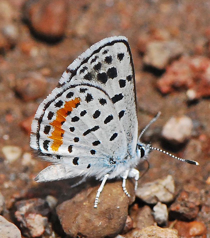 American Dotted Blues